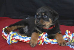 GCHB Ironstone's Triple Seven, Puppy With Rope